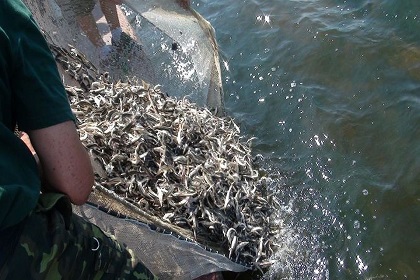 Молодь сазана выпустили в озера Усольского района при участии Павла Сумарокова
