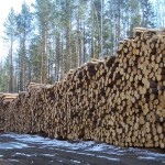 Проблемы правопорядка в лесном хозяйстве остаются на контроле депутатского корпуса   